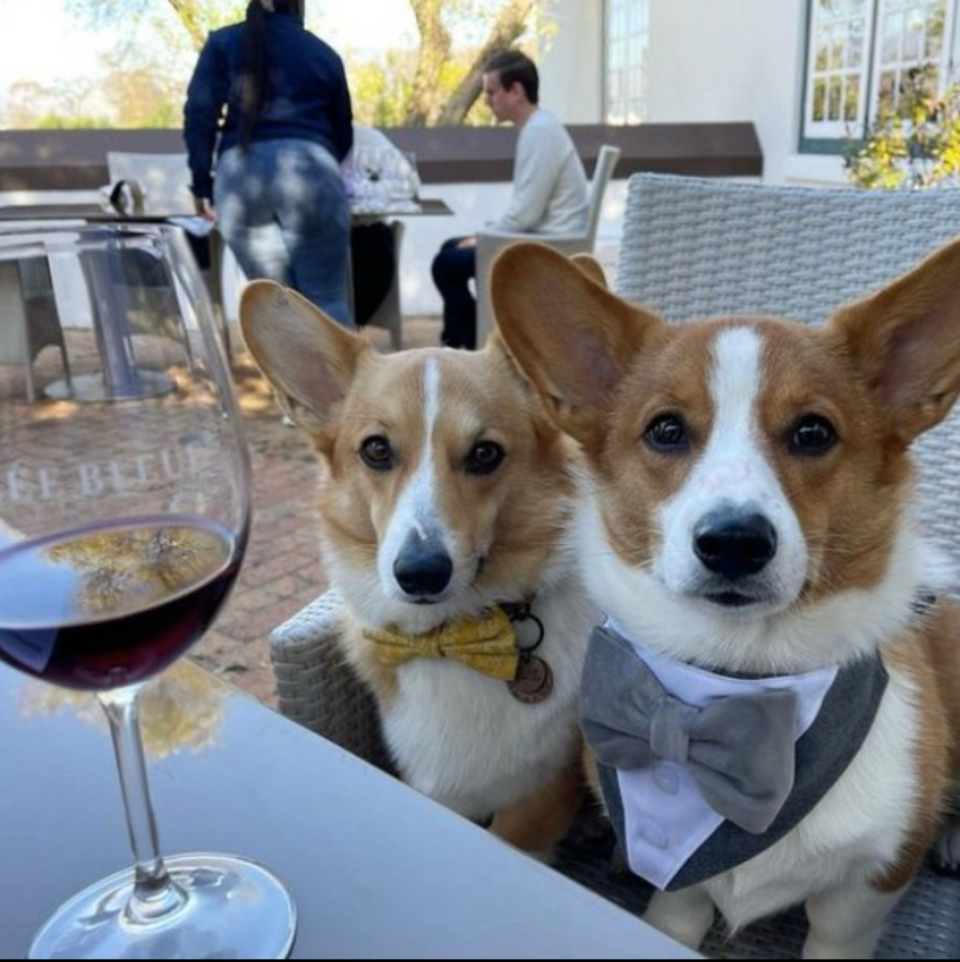 Allée Bleue Pinotage, Shiraz Rosé, Chenin Blanc Wine Pack 3 x 750ml